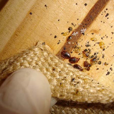 Bed Bugs Treatment