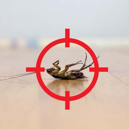 Cockroach Control