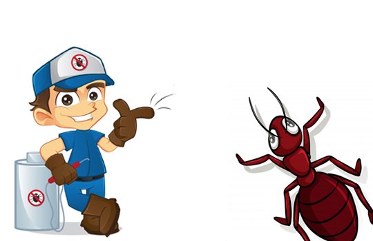 Best Pest Control In Mumbai At Reasonable Rates