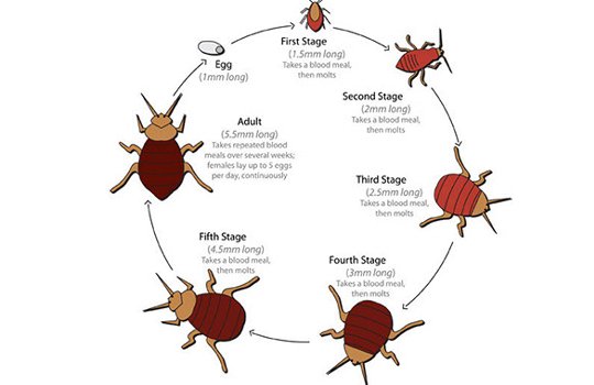 Cockroach Control Service Providers