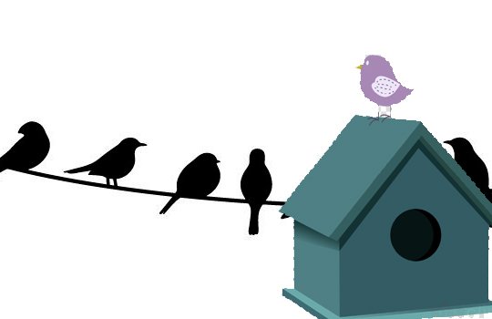 Expert Pest Control Service Providers