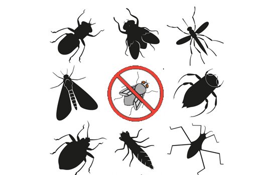 Best Pest Control In Mumbai At Reasonable Rates