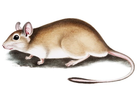 Safe & Low Price Pest Control Service Providers