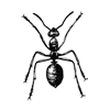 Termite Control Service Providers Termite Control Service Providers